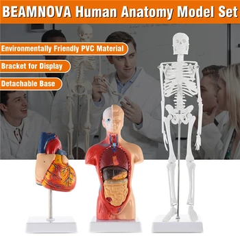 Inimese Süda Torso Skelett Mudeleid Käed-3D Mudeli Uuringu Vahendid Anatoomia/Füsioloogia Üliõpilased, kellel Anatoomilise Õppe Juhend