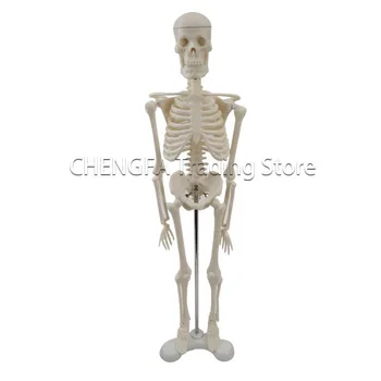 Täiskasvanud Skelett Mudel 45cm Inimese Skelett Mudel Kogu Keha Lülisamba Luu Mudel Kondiga Isend meditsiinitarbed Eskiis Kunstitarbed