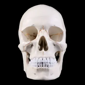 Elusuuruses Inimese Kolju Mudel Anatoomia Anatoomia Meditsiini Õpetamine Skelett Hea
