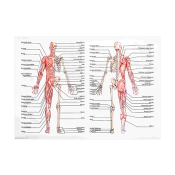50x70cm Anatoomia Plakatid Seina Pilt Lihas-Skelett, Plakat, Lõuend Art Print Haridus Haigla Apteek Maalid