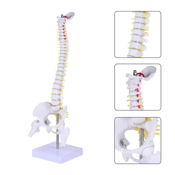 Mudel Selg Anatoomia Inimese Selgroo Anatoomiline Mudelid Koolitus Nimmelüli Tava Keha Kiropraktika Tõendamine